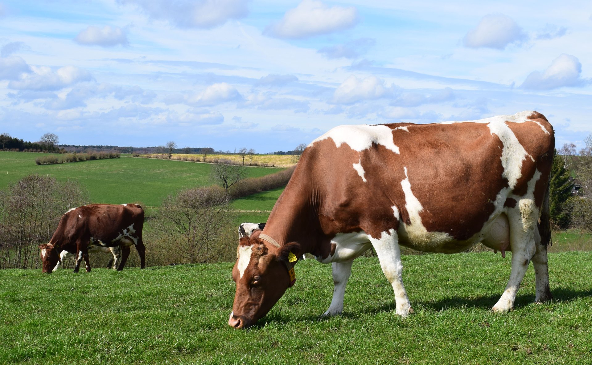 Unsere Tiere